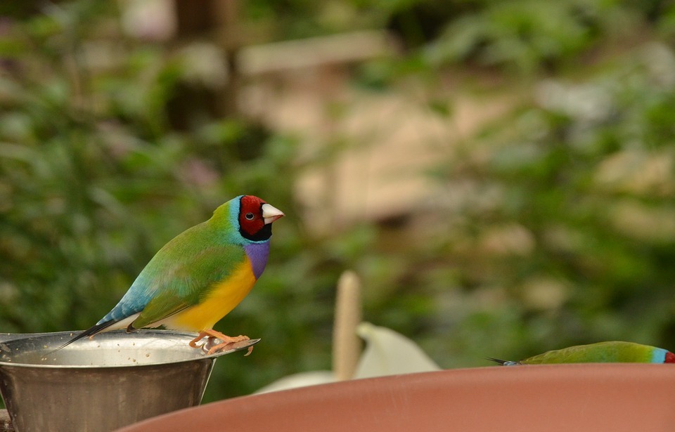 bird, exotic, colorful