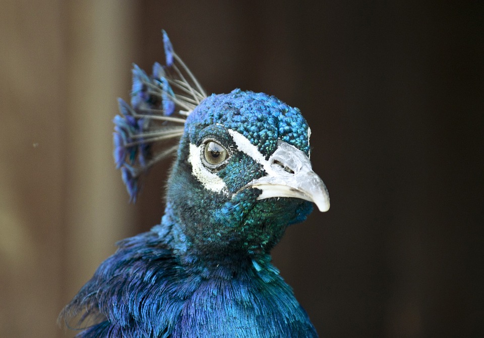 peacock, bird, animal