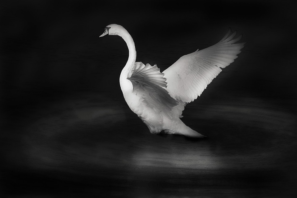 swan, bird, white bird