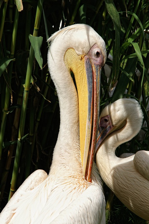 pelicans, birds, animal portrait