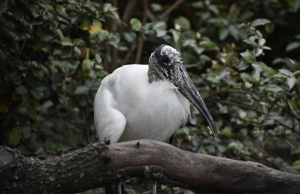 wood stork, tree branch, exotic bird