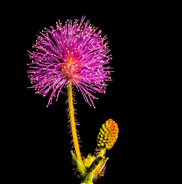 small flower, flower, purple pink