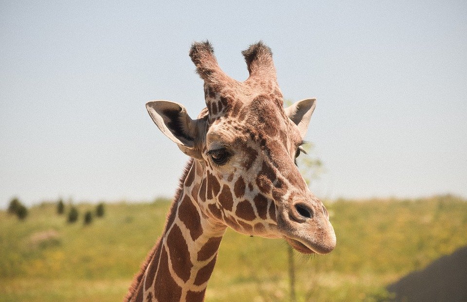 animal, close-up, giraffe