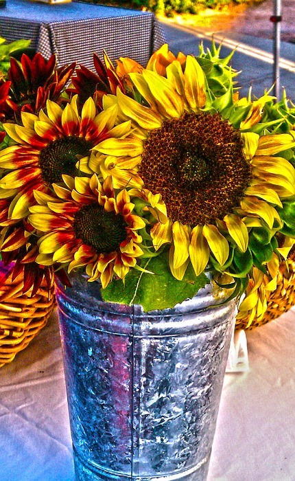 sunflowers, flowers, summer