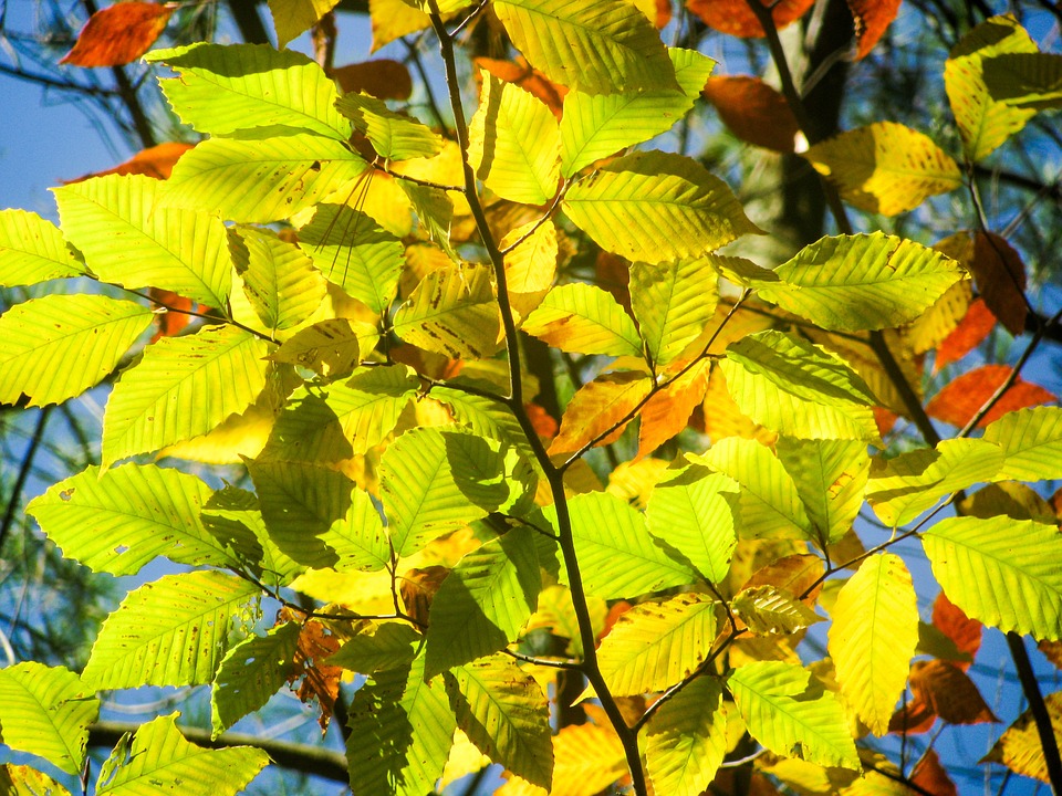 beech, tree, leaves