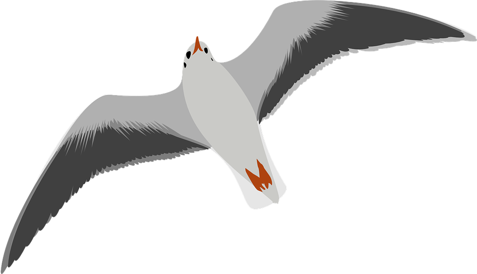 seagull, bird, flying