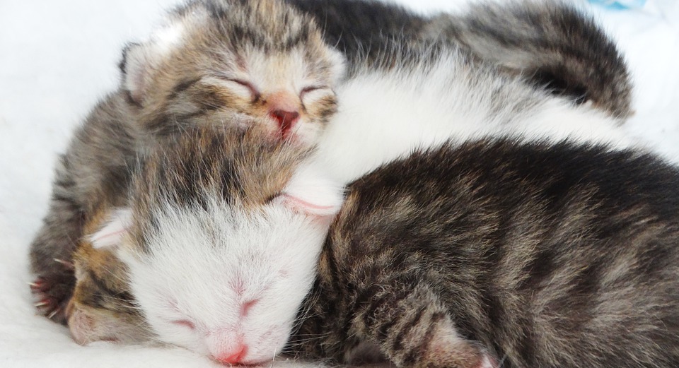 kitten, newborn, baby animal