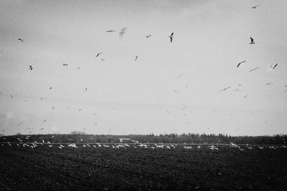 birds, flying, fields