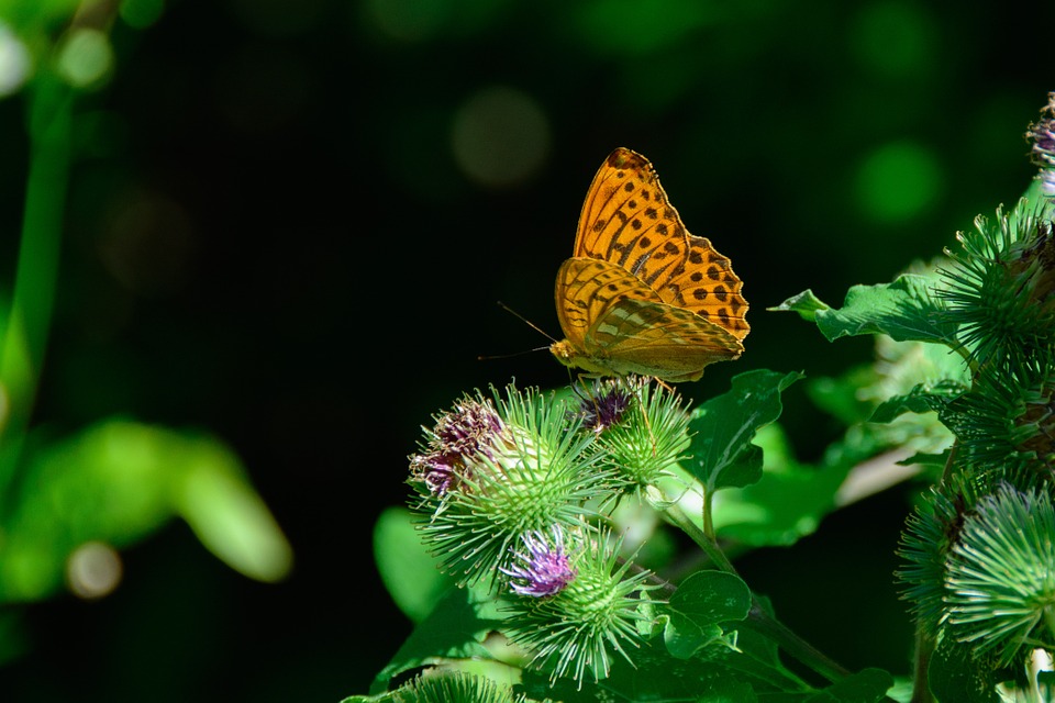 silver-bordered fritillary, butterfly, nature