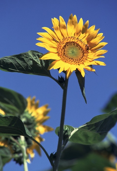 sunflower, summer flowers, sun flowers