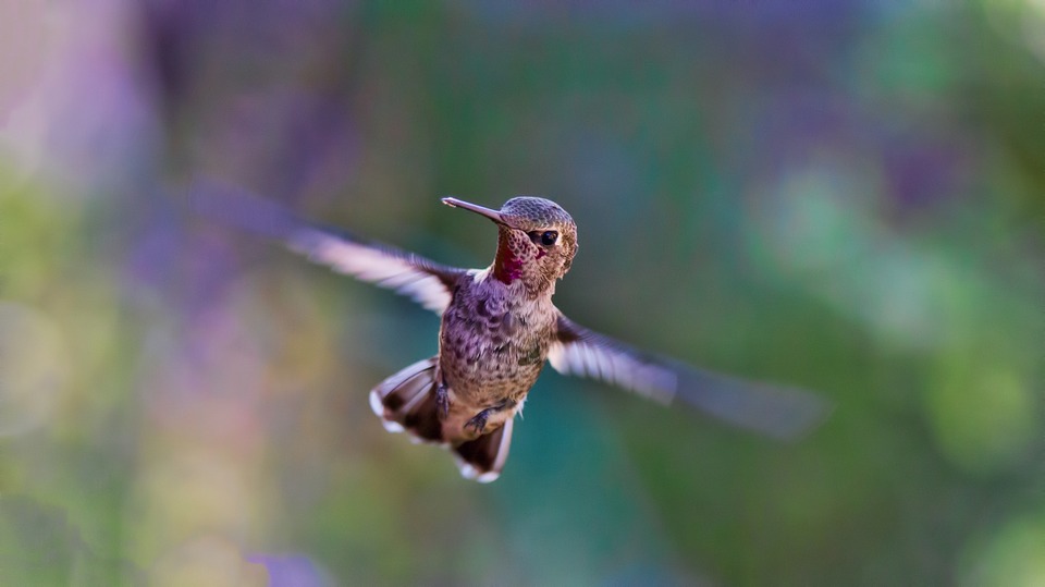 hummingbird, flying, bird