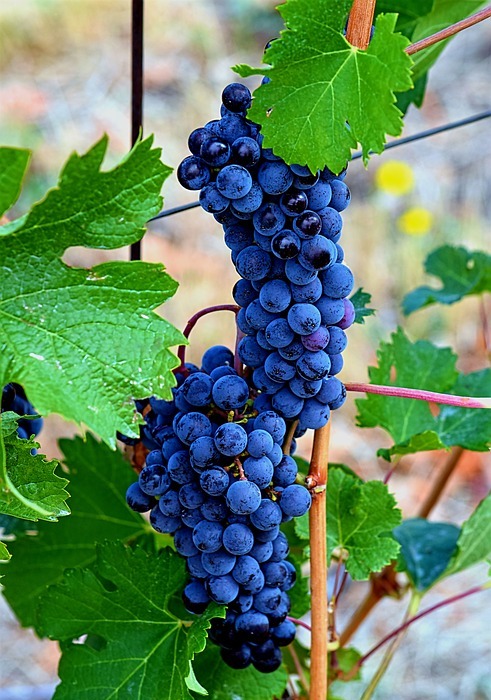 wine, grapes, vine
