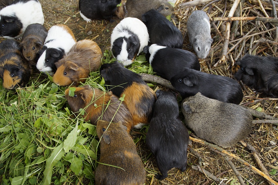 guinea pig, many, mass