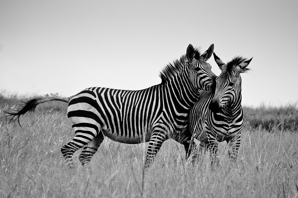 zebra, africa, safari