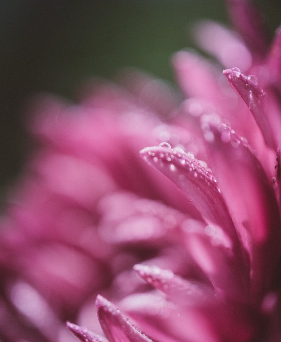 pink, flower, petals