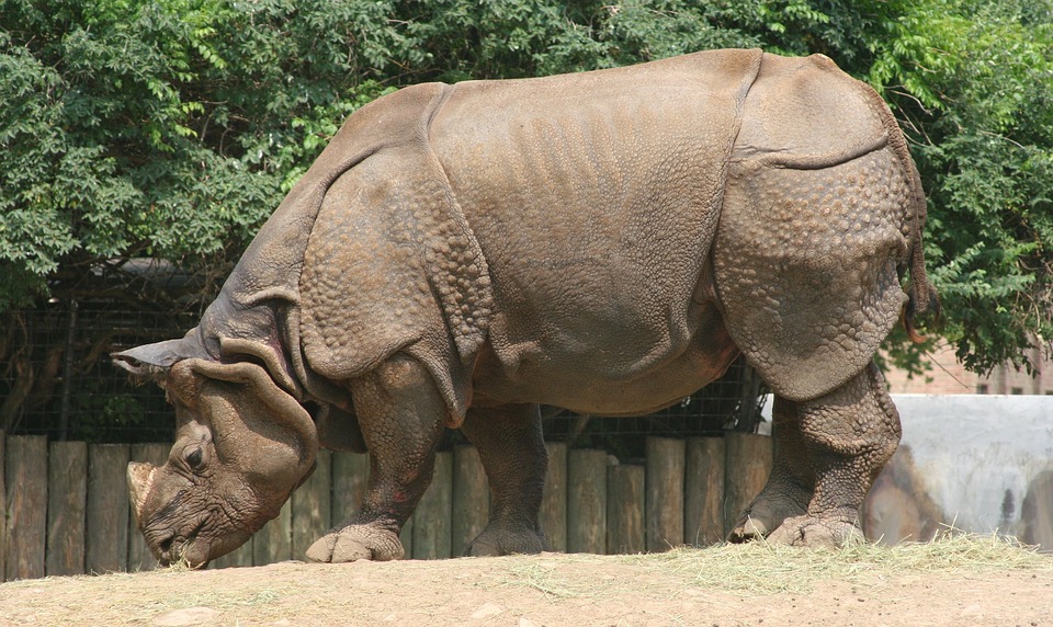 rhinoceros, zoo, wildlife