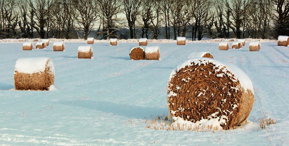 landscape, winter, hay