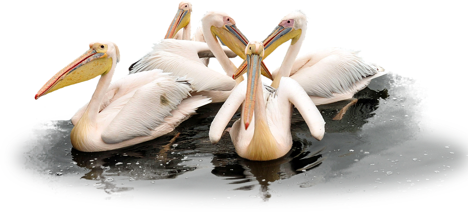 pelican, bird, wild
