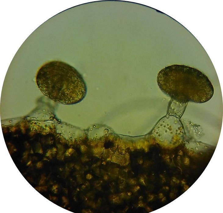 oil glands loosestrife, glandular cells, loosestrife flower border