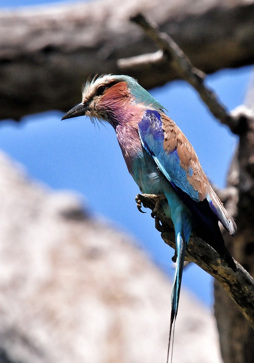 lilac breasted roller, bird, south africa