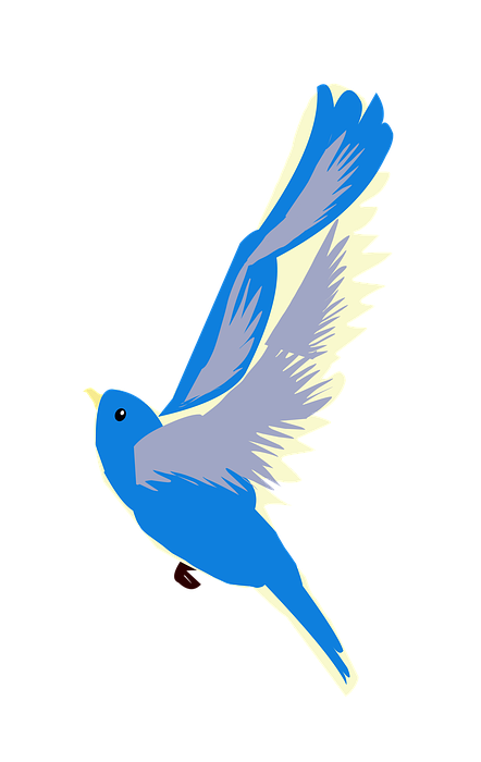bird, blue bird, flying