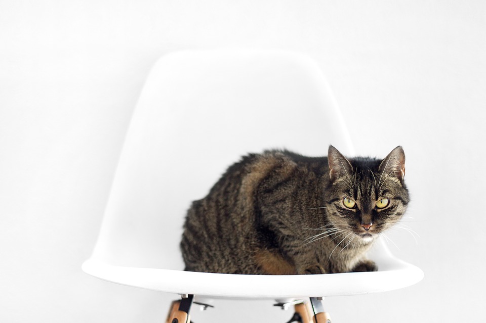 cat, chair, sit