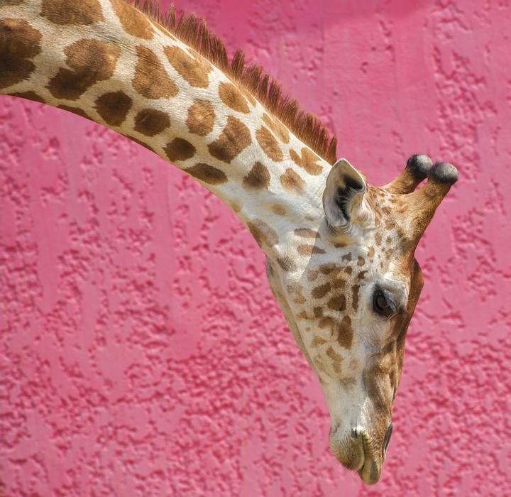 giraffe, long neck, pink