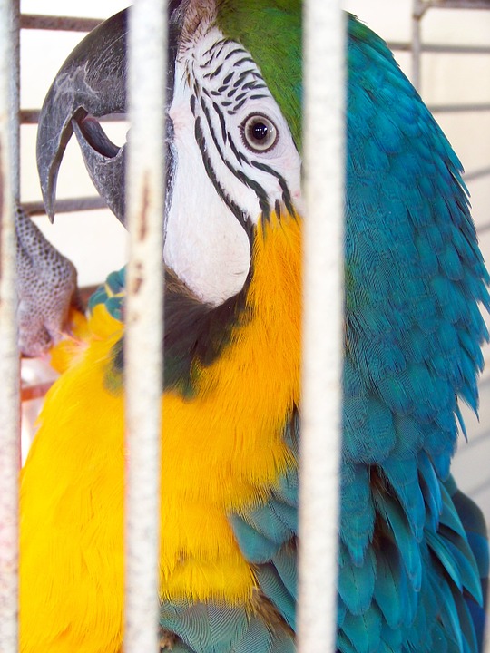 parrot, bird, animal