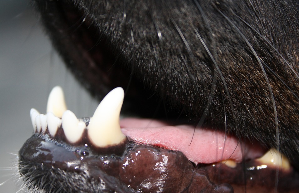 tooth, dog, animal