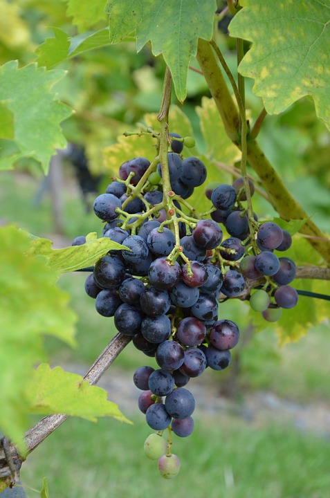 grapes, grapevine, wine