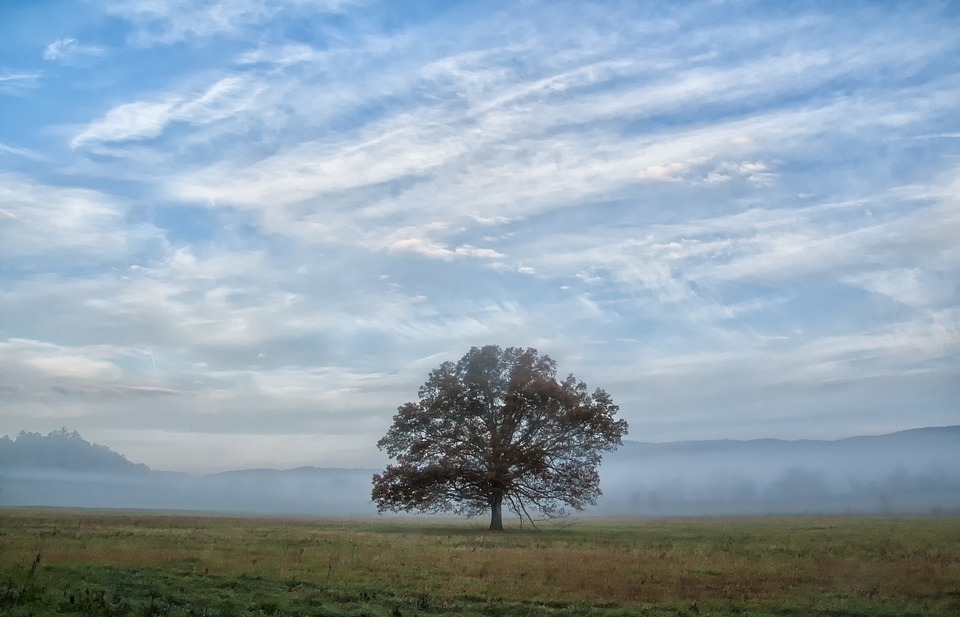tree, sky, field