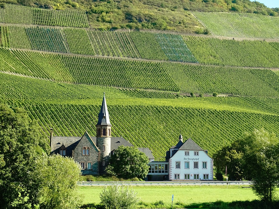 vineyards, mosel, wine growing area
