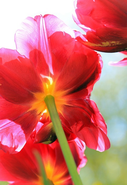 tulips, red tulips, flower stalk