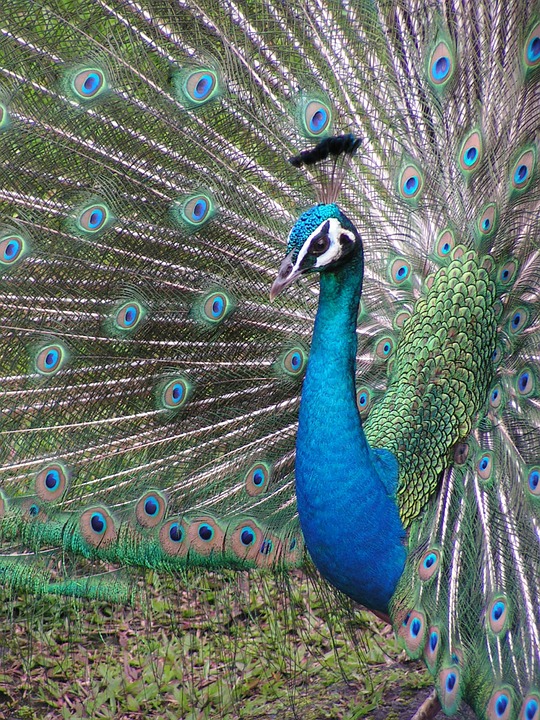 bird, peacock, exotic