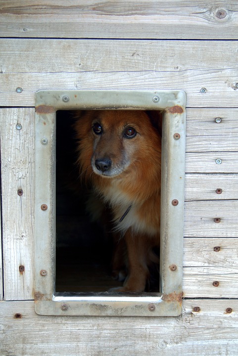 animal shelter, dog, sad