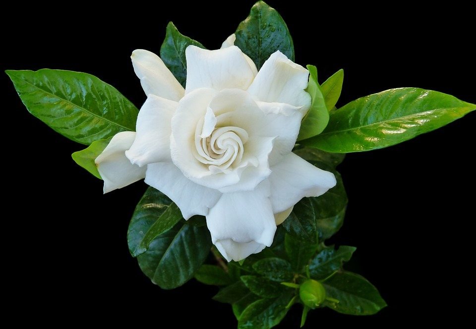 gardenia, flower, fragrant