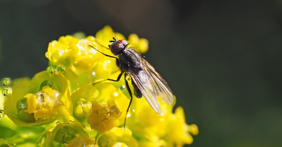 small fly, 7 milimeter, on milkweed