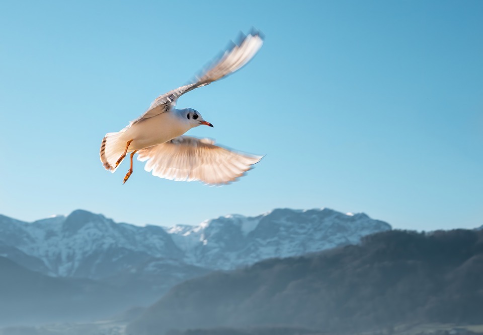 seagull, landing, animal