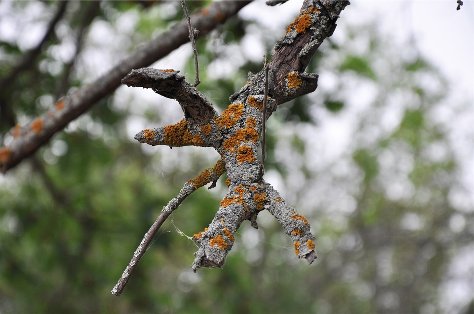 lichen, tree, branch