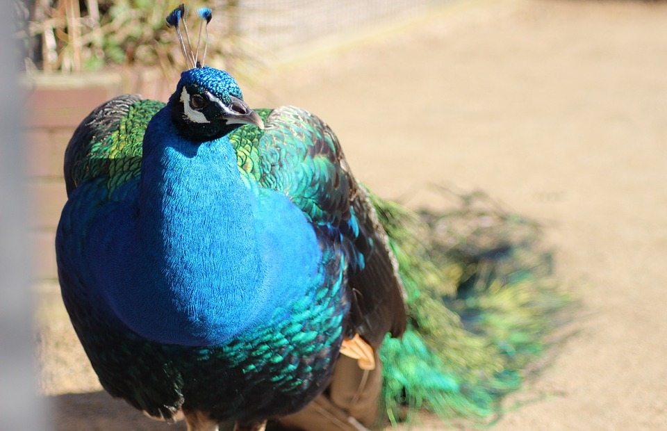 peacock, bird, colorful