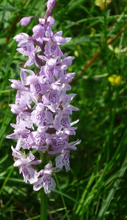 heath spotted orchid, german orchid, small flowers