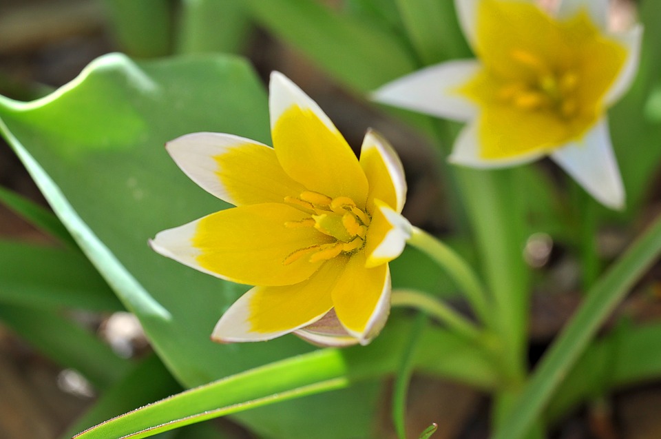small star tulip, yellow-white, flower