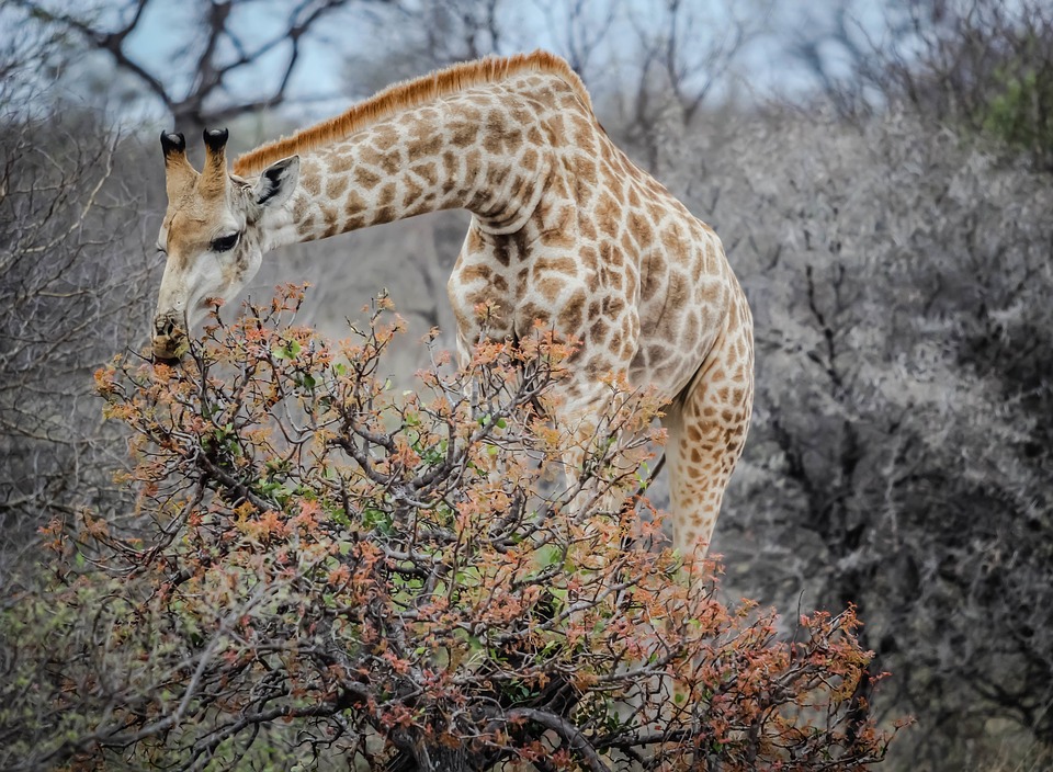giraffe, eating, animal
