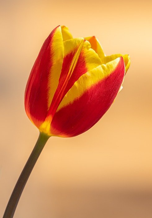 tulip, orange, yellow