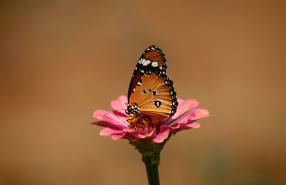 african monarch, plain tiger, danaus chrysippus