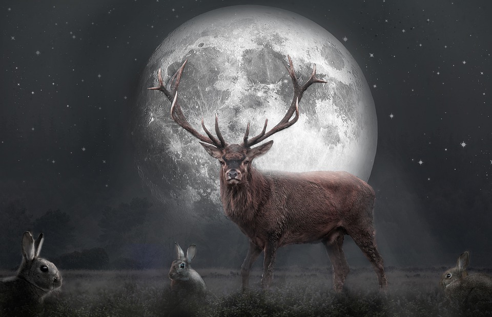 red deer, stag, night