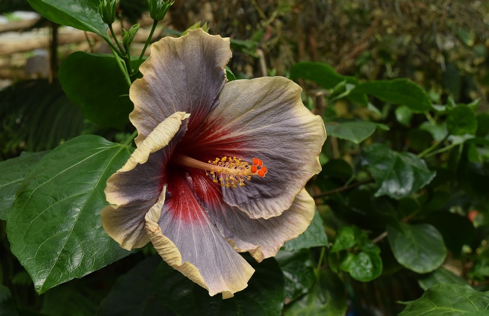 hibiscus, exotic, flower