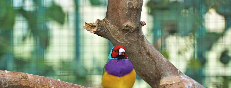 bird, colorful, exotic