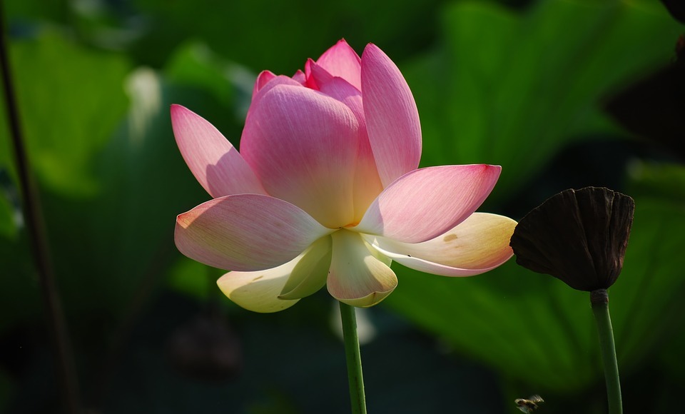 flower, lotus, pink