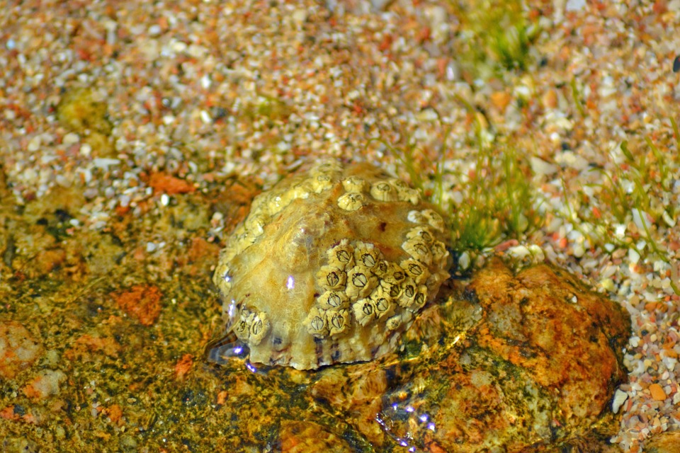 barnacle, crustacea, anthrapod